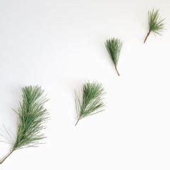 The Benefits of Pine Essential Oil – Happy Spritz