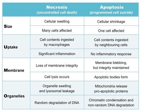 Apoptosis vs Necrosis | Medical Junction