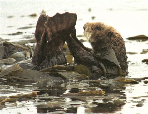 Sea otters at play | Pics4Learning