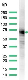 Anti-Hsp70 antibody (ab31010) | Abcam