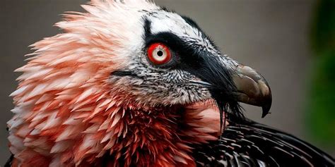 Bearded vulture (Gypaetus barbatus) | DinoAnimals.com