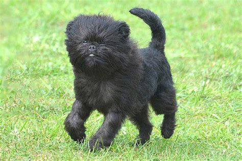 Are Affenpinscher Puppies Lazy