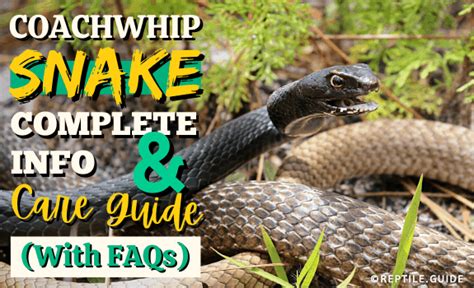 Coachwhip Snake: Complete Info & Care Guide (With FAQs)