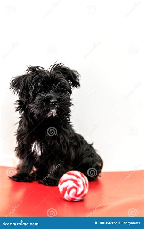 Maltese black dog stock photo. Image of mammal, little - 100356922