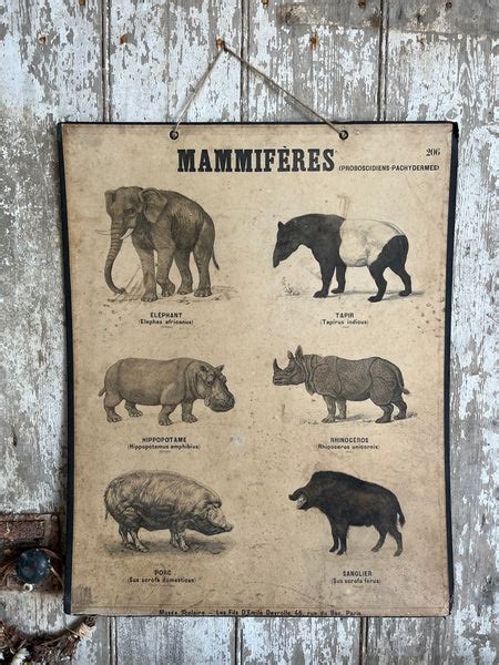 Mammals Vintage French Poster – Ivy Joan Home