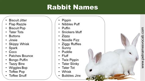 Funny Rabbit Names for Your Adorable Pet - Pet Names Vocab