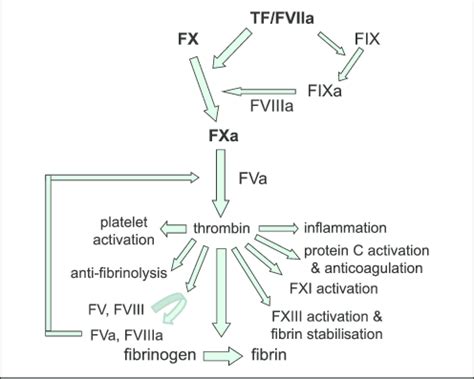 Multiple actions of thrombin. As the final coagulation enzyme, thrombin ...