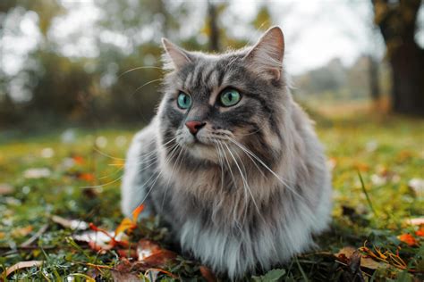 Siberian Cats | Cat Breeds