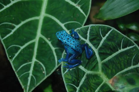 Free Images : leaf, tropical, macro, blue, amphibian, tree frog ...