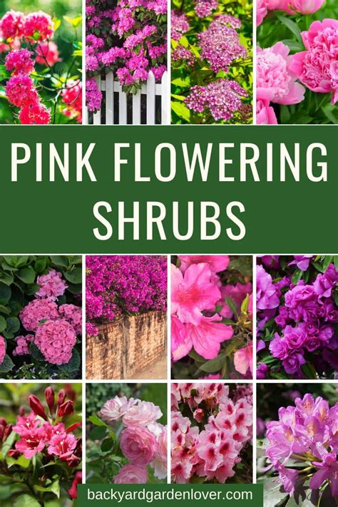 Pink Flowering Shrubs In May