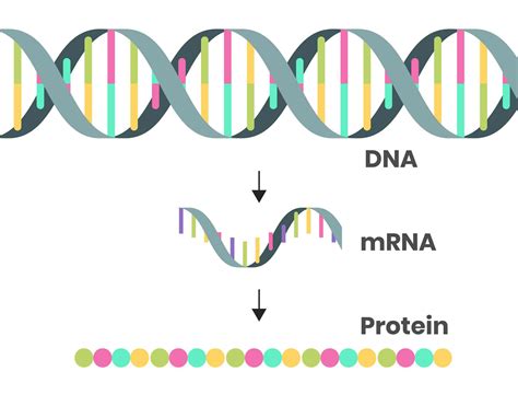 What Is mRNA? Here's A Crash Course On What It Does - Honolulu Civil Beat