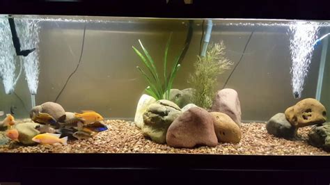 Quick video of my 75 gallon aquarium (river rock theme) - YouTube