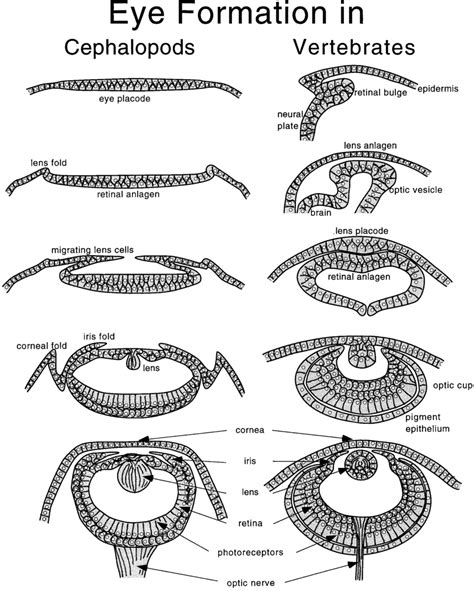 Schematic diagram of cephalopod eye development (Left) and vertebrate ...