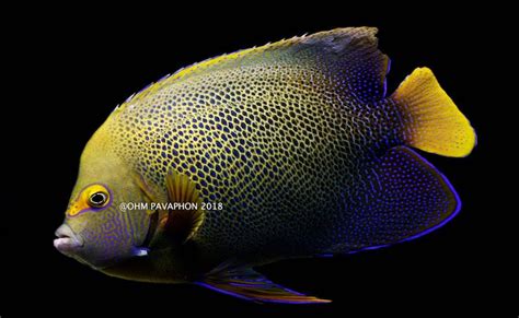 First Ever Blueface X Koran Angelfish Hybrid Appears in Thailand | Reef ...