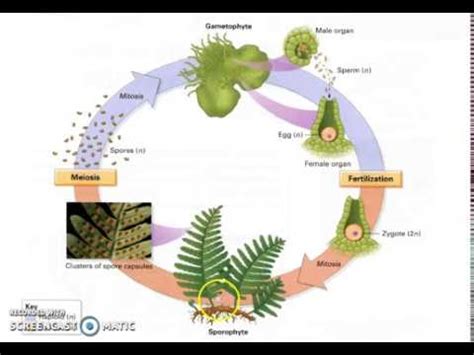 Pteridophytes Life Cycle