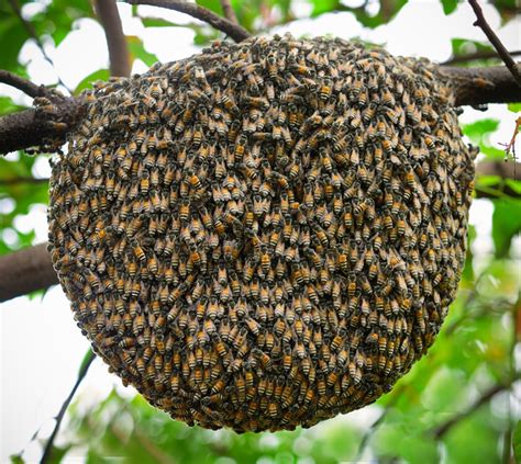 Starting A Beehive Without Buying Bees - Wildflower Meadows