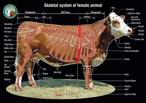 183 best Anatomie Bovine images on Pinterest | Animal anatomy, Cow and Cows