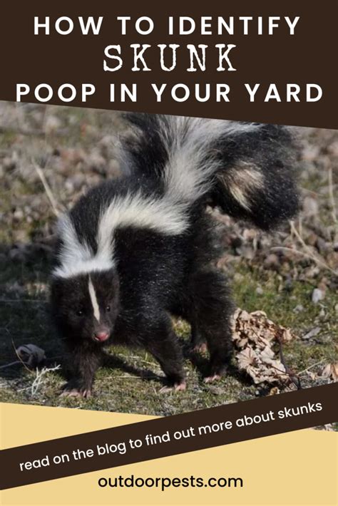 Skunk Poop: Everything You Need To Know | Outdoor Pests