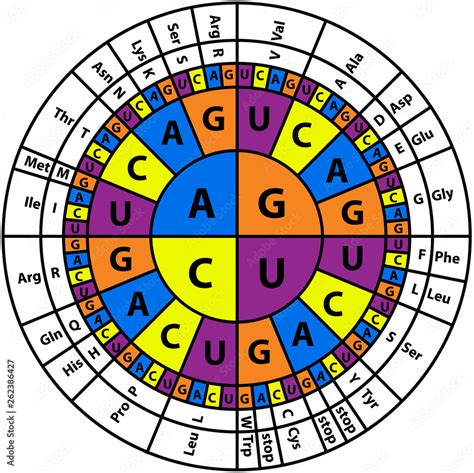 Amino Acid Sequence chart Stock Vector | Adobe Stock