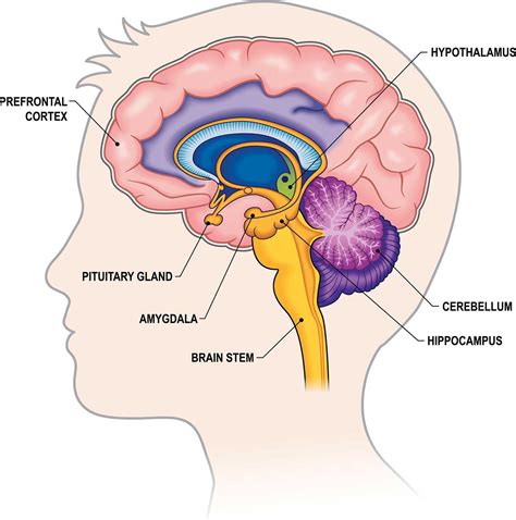 Brain Anatomy and How the Brain Works | Johns Hopkins Medicine