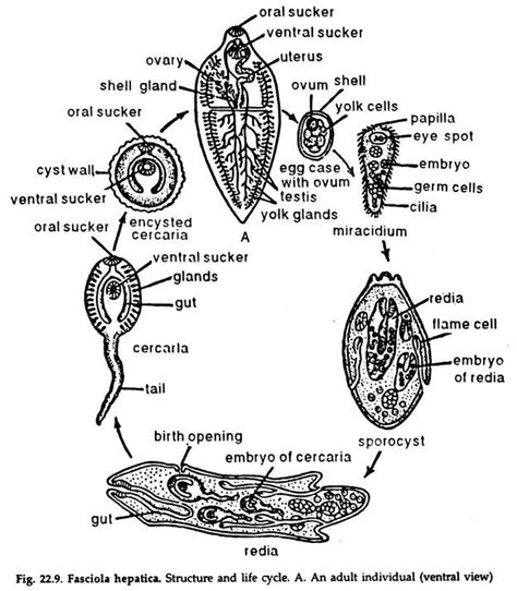 Fasciola: Digestive System and Excretory System | Phylum Platyhelminthes