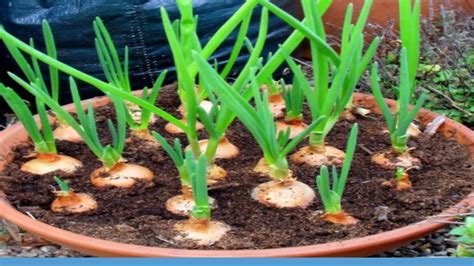 How to growing shallots in pots - YouTube