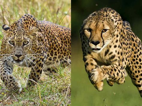 Cheetah vs Leopard - Who will Win?