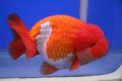 Aquarium Fish - Lionhead Goldfish Pictures | Fun Animals Wiki, Videos ...