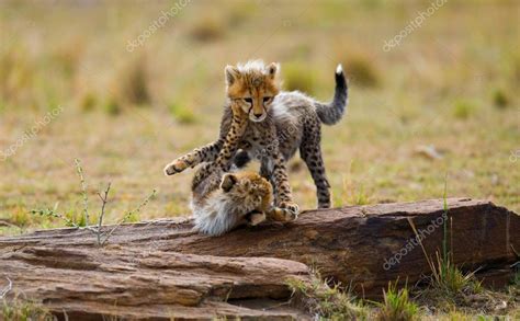 Playing cubs Cheetah — Stock Photo © GUDKOVANDREY #96097104