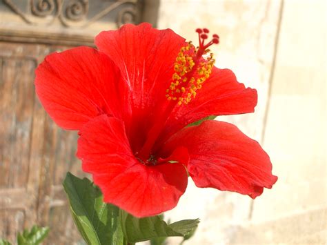 File:Hibiscus rosa-sinensis (bloom).JPG - Wikimedia Commons