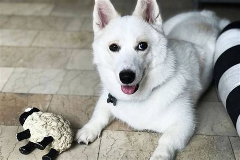 The Corgi Husky Mix – All About The Cutest Mix Of Breeds