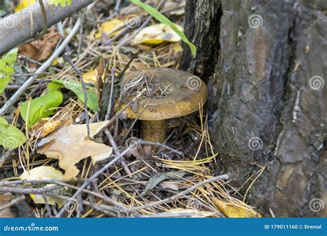 Edible Mushroom Grows Next To a Pine Tree Stock Photo - Image of ...