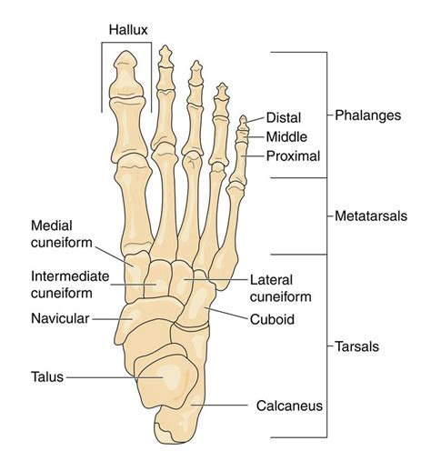 Diagrams of the Foot | Diagram Link | Anatomy bones, Ankle anatomy ...