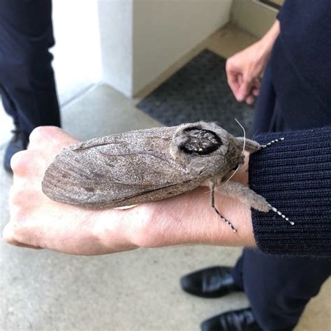 This Australian moth is so heavy, it can't fly | Curious Times