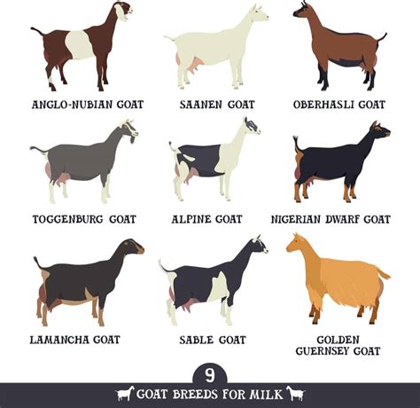 7 Dairy Goat Breeds That Make the Best Homestead Milking Goat - Outdoor ...