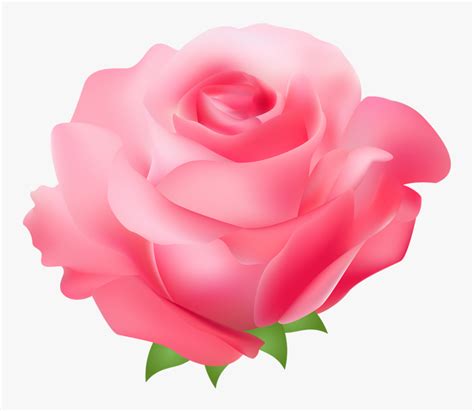 Pink Tea Rose Clipart With Transparent