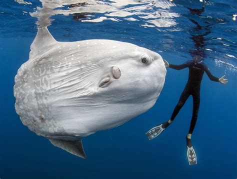 Bony Sunfish: The Heaviest Bone Fish in the World - Free The Ocean in ...