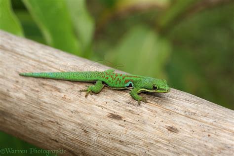 Madagascar Day Gecko photo WP19285