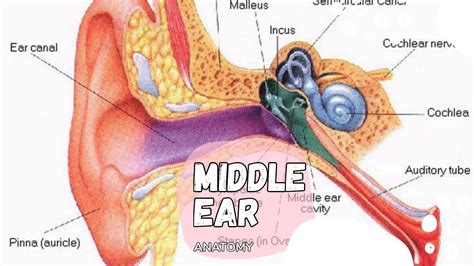 Anatomy Of The Ear