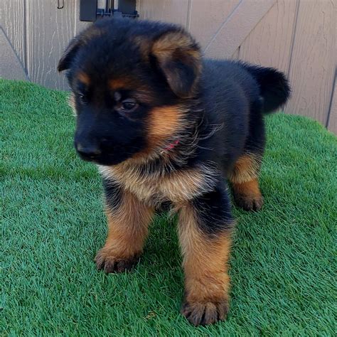 German Shepherd Puppies For Sale | Los Angeles, CA #291819