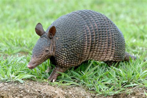 Armadillo - Facts and Beyond | Biology Dictionary