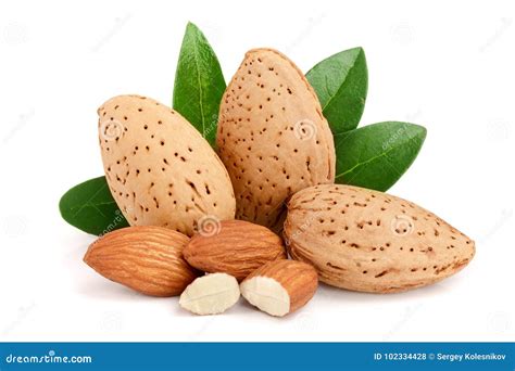 Group of Almond Nuts with Leaves Isolated on White Background Stock ...