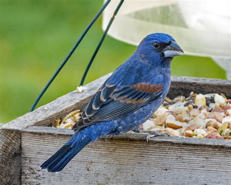 Blue Grosbeak - FeederWatch