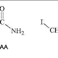 (PDF) Differential Effects of Iodoacetamide and Iodoacetate on ...