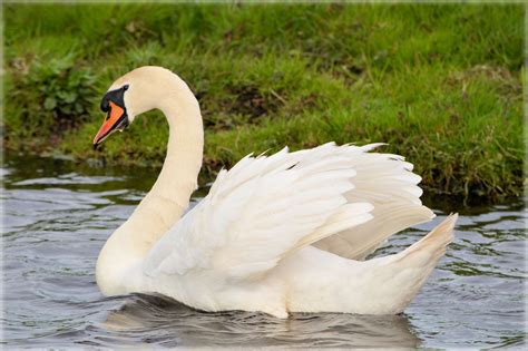 Swan Free Stock Photo - Public Domain Pictures