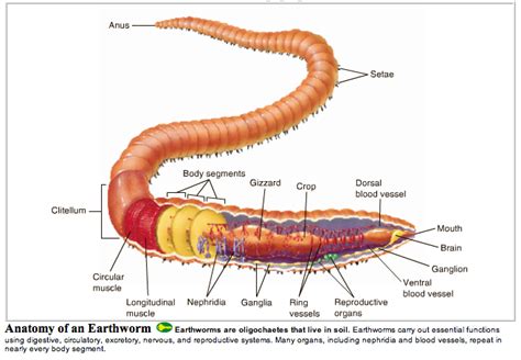 Segmented Worm Diagram