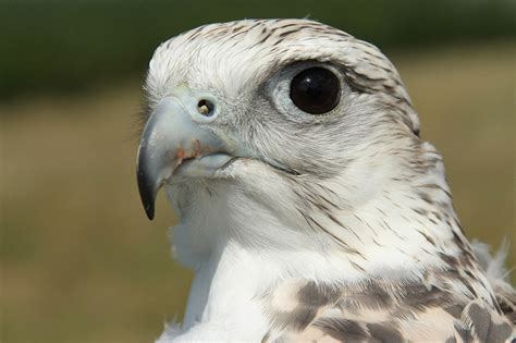 Gyrfalcon: Field Guide, Pictures, Habitat & Info - Optics Mag