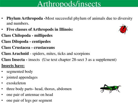 Arthropods And Insects Ck12 Foundation