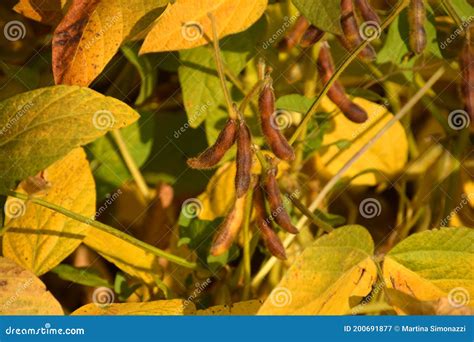 Soya Beans Ready for Harvest, Ripe Soybean or Glycine Max Field Stock ...