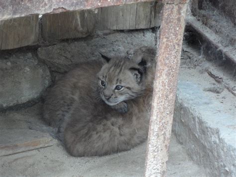 Eurasian lynx cubs 2012 - ZooChat